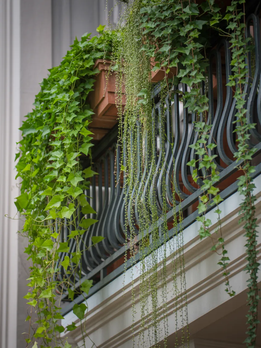 6. Trailing Plants for Cascading Greenery